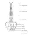 Model anatomiczny kręgosłupa człowieka z męską miednicą 76 cm