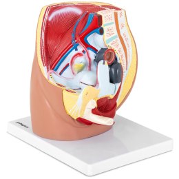 Model anatomiczny miednicy żeńskiej 3D w skali 1:1