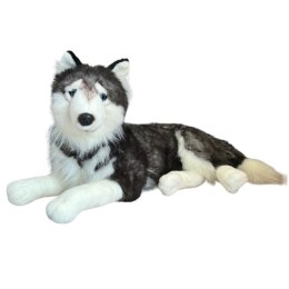 Maskotka Pies Husky Leżący Duży Pluszak 60cm Miękka Przytulanka Miś Piesek