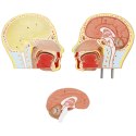 Model anatomiczny 3D tułowia człowieka z wyjmowanymi organami