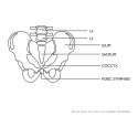 Model anatomiczny męskiej miednicy z kręgami lędźwiowymi w skali 1:1