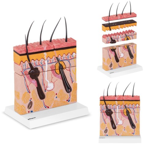 Model anatomiczny przekroju skóry człowieka