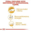 Karma dla kota Royal Canin RC POS musthave Mięso 12 x 85 g