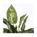 Roślina Dekoracyjna Mica Decorations Dieffenbachia Dieffenbachia Kolor Zielony PVC (15,7 x 70 cm)