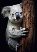 Plakat Miś Koala Obejmujący Drzewo
