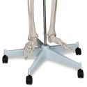 Szkielet anatomii człowieka 181,5 cm