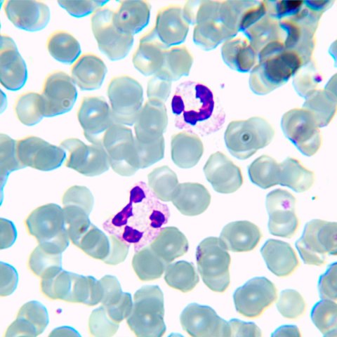 Mikroskop biologiczny MAGUS Bio 230BL