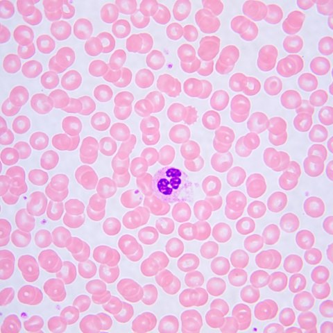 Mikroskop biologiczny MAGUS Bio 240B