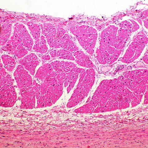 Mikroskop biologiczny MAGUS Bio 260T