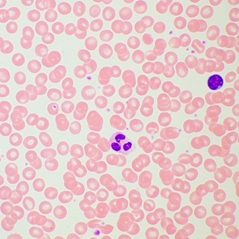 Mikroskop biologiczny MAGUS Bio 260T