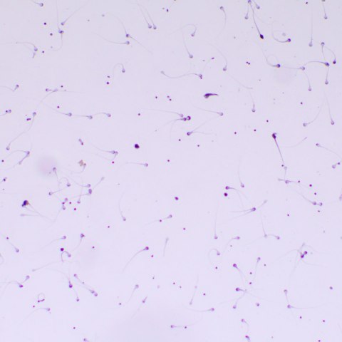 Mikroskop biologiczny MAGUS Bio 260T