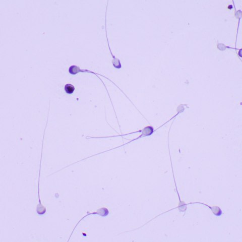 Mikroskop biologiczny MAGUS Bio 260T