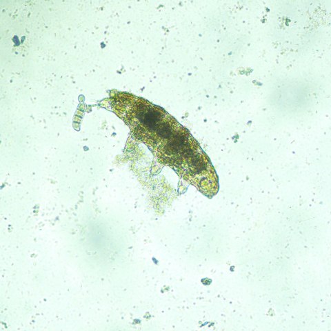 Odwrócony mikroskop biologiczny MAGUS Bio V300