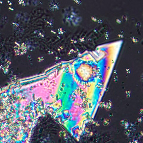 Mikroskop polaryzacyjny MAGUS Pol 800