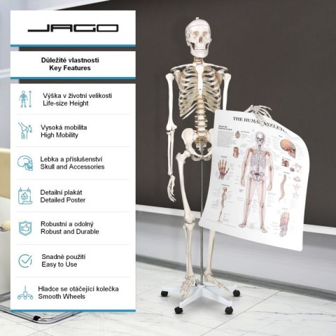 Szkielet anatomii człowieka 181,5 cm