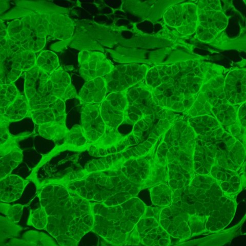 Odwrócony mikroskop fluorescencyjny MAGUS Lum V500L