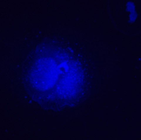 Odwrócony mikroskop fluorescencyjny MAGUS Lum V500L