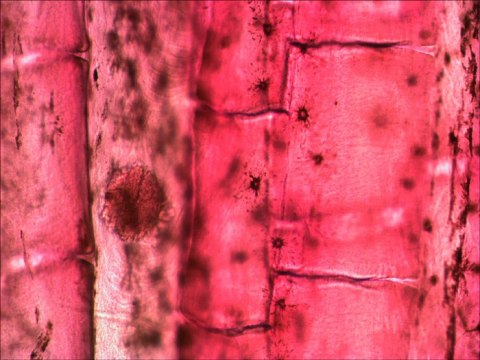 Zestaw gotowych preparatów Levenhuk N10 NG