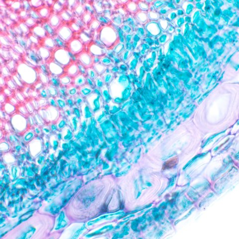 Mikroskop biologiczny сyfrowy MAGUS Bio D230T