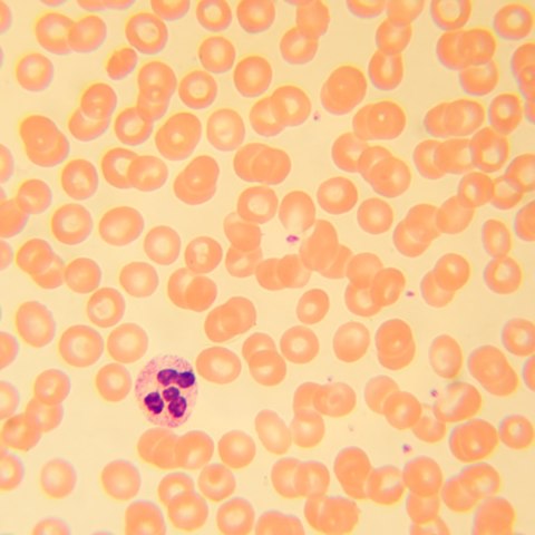 Mikroskop biologiczny сyfrowy MAGUS Bio D230T