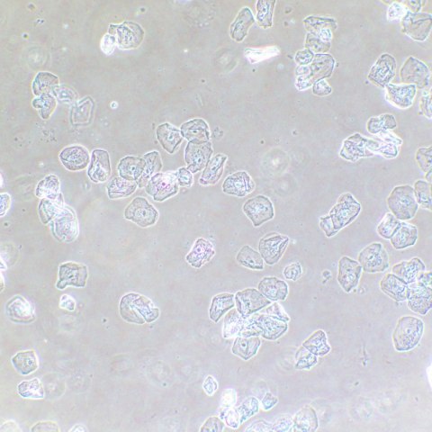 Urządzenie do kontrastowania fazowego preparatów MAGUS SPH2