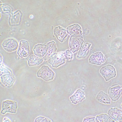 Urządzenie do kontrastowania fazowego preparatów MAGUS SPH2