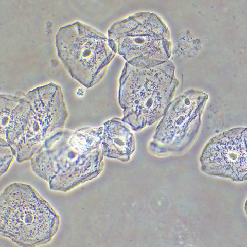 Urządzenie do kontrastowania fazowego preparatów MAGUS SPH2