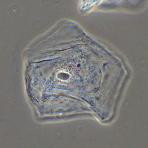 Urządzenie do kontrastowania fazowego preparatów MAGUS SPH2