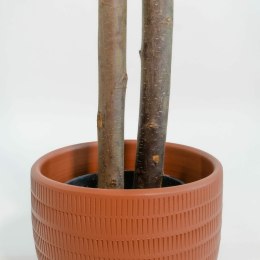 Drzewo Home ESPRIT Poliester Drewno Cement Eukaliptus 90 x 90 x 180 cm