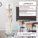 JAGO Human Anatomy Skeleton z detalami malowania mięśni, 181
