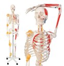 JAGO Human Anatomy Skeleton z detalami malowania mięśni, 181