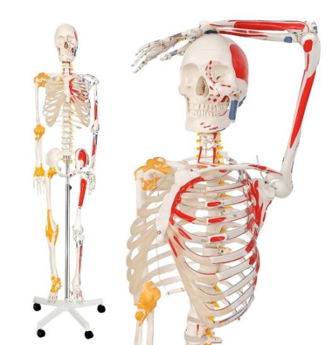 JAGO Human Anatomy Skeleton z detalami malowania mięśni, 181