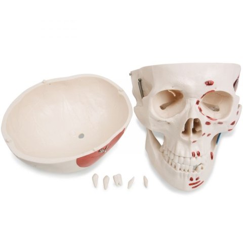 JAGO Human Anatomy Skeleton z detalami malowania mięśni, 181