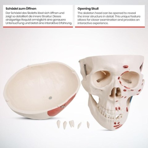 JAGO Human Anatomy Skeleton z detalami malowania mięśni, 181