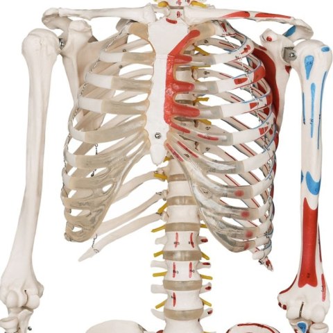 JAGO Human Anatomy Skeleton z detalami malowania mięśni, 181