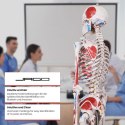 JAGO Human Anatomy Skeleton z detalami malowania mięśni, 181