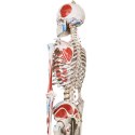 JAGO Human Anatomy Skeleton z detalami malowania mięśni, 181