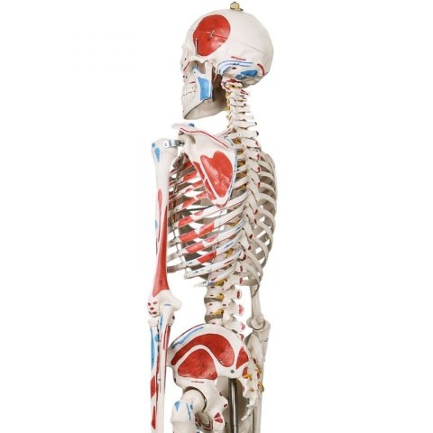 JAGO Human Anatomy Skeleton z detalami malowania mięśni, 181