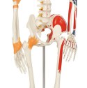 JAGO Human Anatomy Skeleton z detalami malowania mięśni, 181