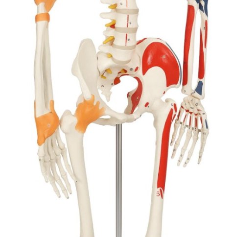 JAGO Human Anatomy Skeleton z detalami malowania mięśni, 181