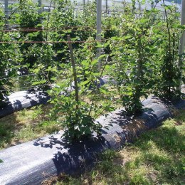 Siatka Kryjąca Faura Czarny 1 x 100 m