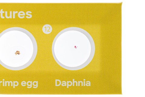 Zestaw 24 preparatów Levenhuk Discovery Flora i Fauna