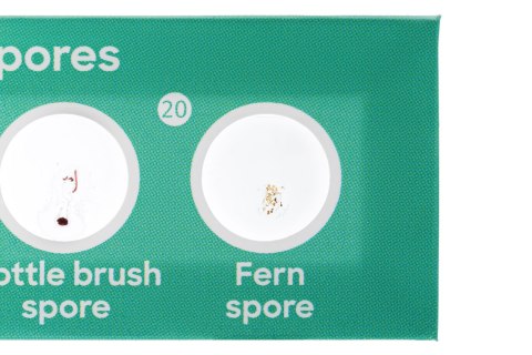 Zestaw 24 preparatów Levenhuk Discovery Flora i Fauna