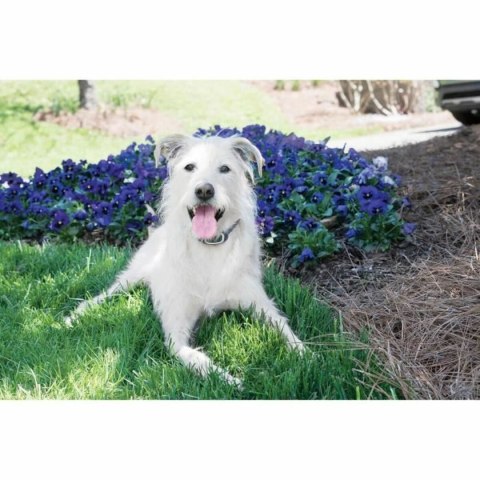 Obroża przeciw szczekaniu PetSafe