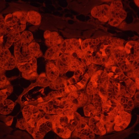 Odwrócony mikroskop fluorescencyjny MAGUS Lum V500L