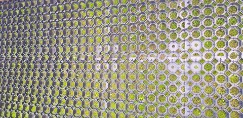 Płytka trawnikowa 50 x 50 x 4 cm, czarna