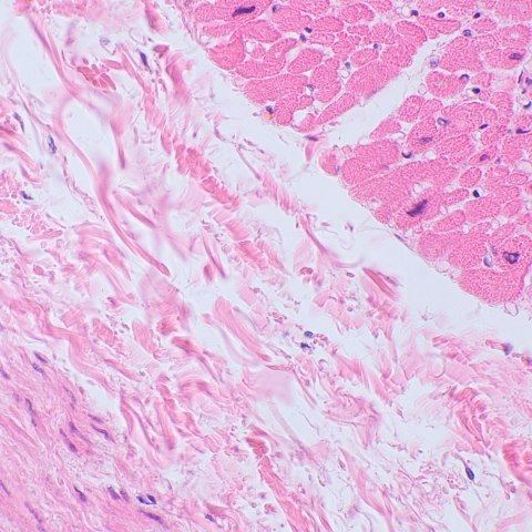 Mikroskop biologiczny cyfrowy MAGUS Bio D250TL LCD