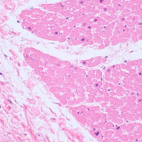 Mikroskop biologiczny сyfrowy MAGUS Bio D230TL