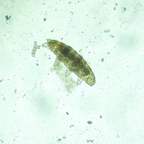 Odwrócony mikroskop biologiczny cyfrowy MAGUS Bio VD300 LCD