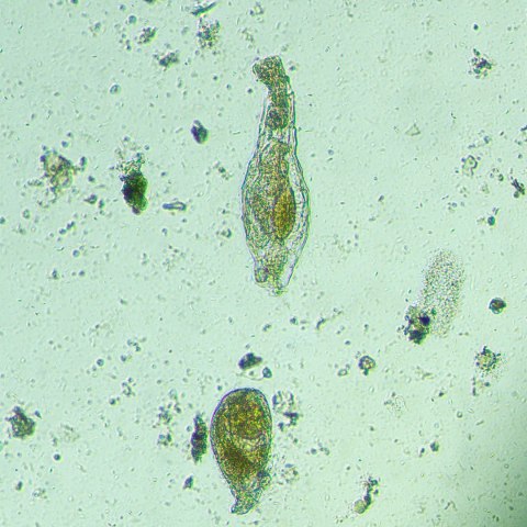 Odwrócony mikroskop biologiczny cyfrowy MAGUS Bio VD300 LCD